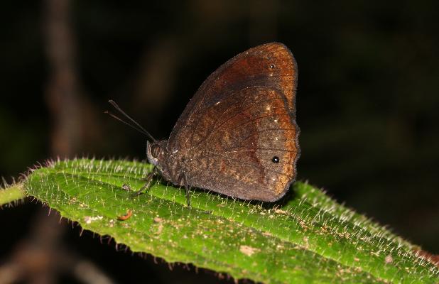Heteropsis passandava male UNS